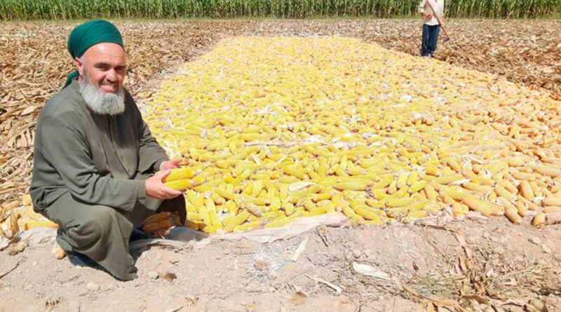 Таджикистан: имам хатибов отправили на сбор осеннего урожая